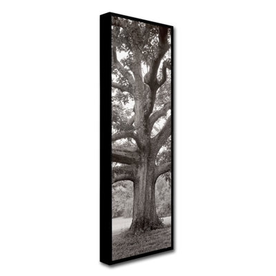 "Hampton Field Tree II" par Alan Blaustein, reproduction de photo
