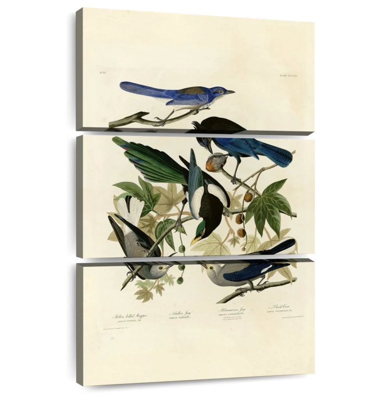 Assiette Brampt 362 d'oiseaux d'Amérique, H 57 po x l 36 po