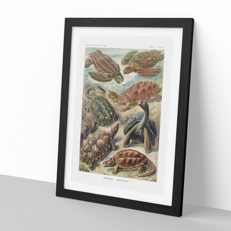 Turtles by Ernst Haeckel - Picture Frame Painting, 48cm H x 36cm W x 2cm D, Black
