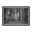 Forest Framed Photographic Print