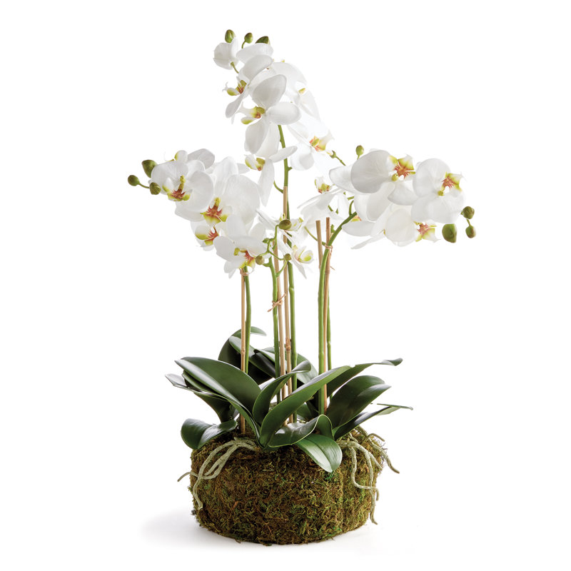 Luxe Phalaenopsis Orchid Bowl Arrangement, 20" H x 9" W x 9' D