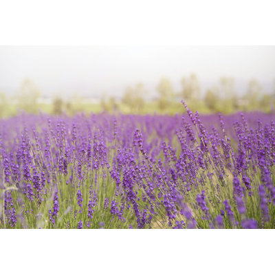 " Flower Field " by Tatomm