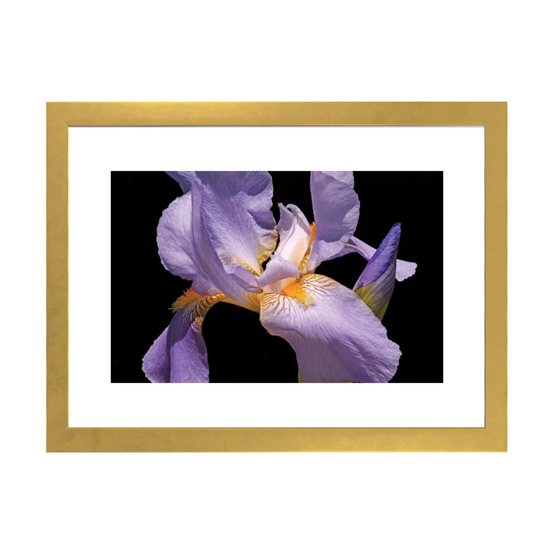 Violet Iris par Brian Wolf - reproduction de photo, H 16 po x l 24 po x P 1 po, Papier encadré doré, Blanc