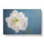 White Amaryllis Flower in Abstract - Wrapped Canvas-55303939
