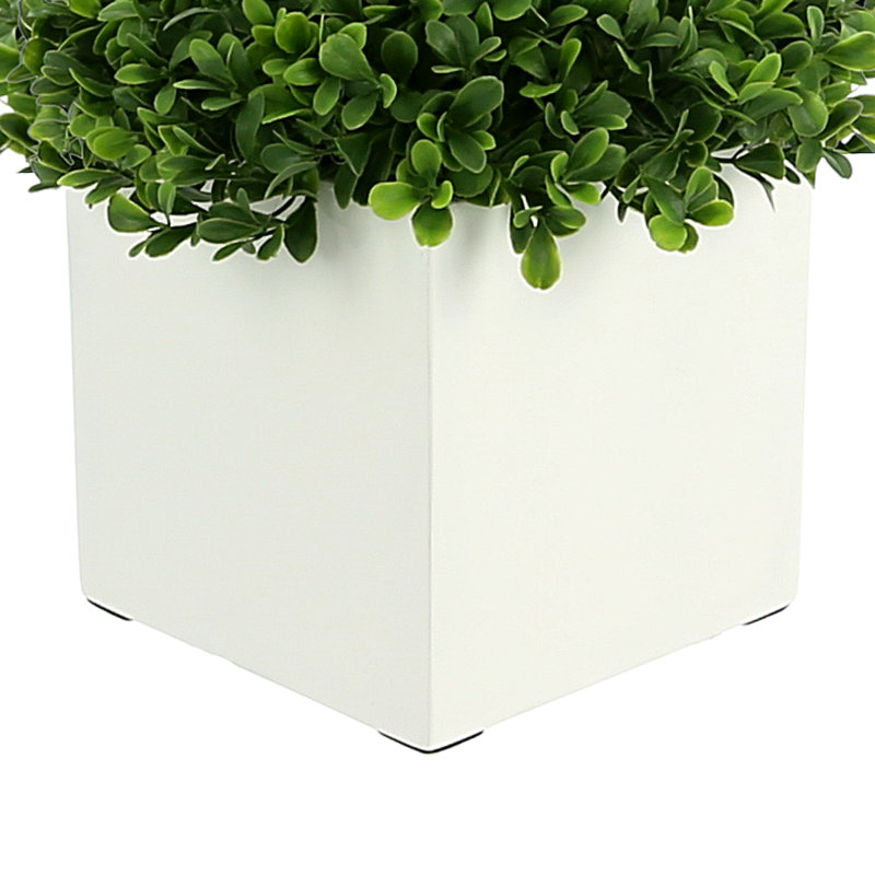 Boxwood Arrangement In Square Pot