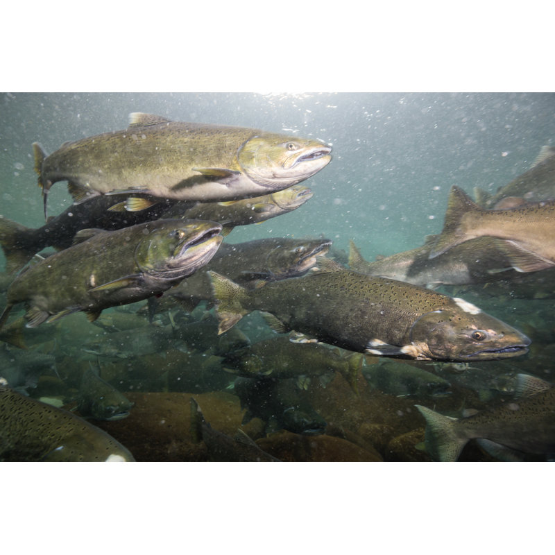 Salmon Spawning Underwater by Edb3_16 - Wrapped Canvas Print, 51cm H x 76cm W