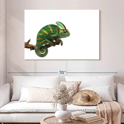Green Veiled Chameleon