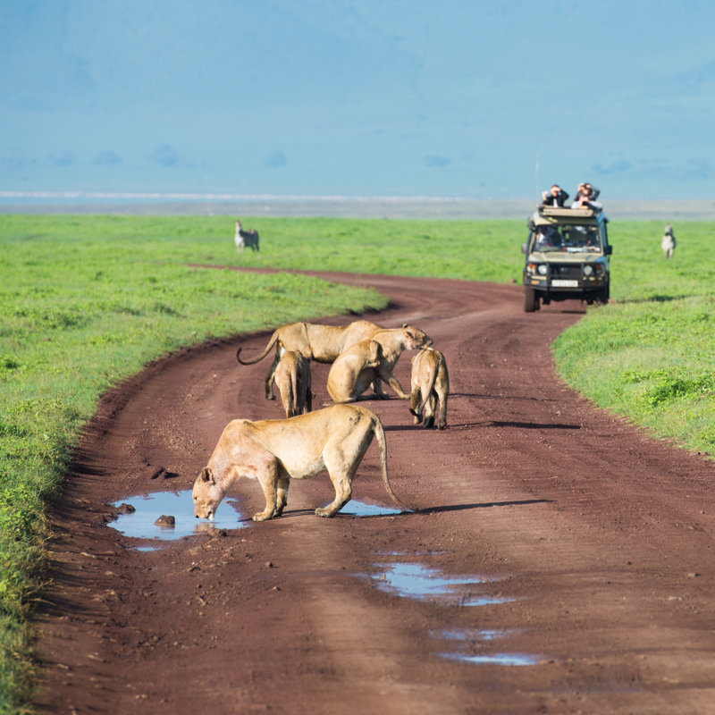 Lions On African Safari by Bonniecaton - Wrapped Canvas Print, 30cm H x 30cm W x 3.8cm D