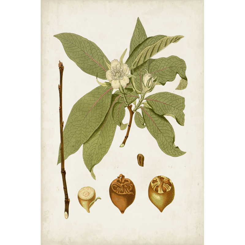 Antique Leaves I 1 Piece Wall Art on Canvas, 76 cm H x 51 cm W, Black Floater Framed