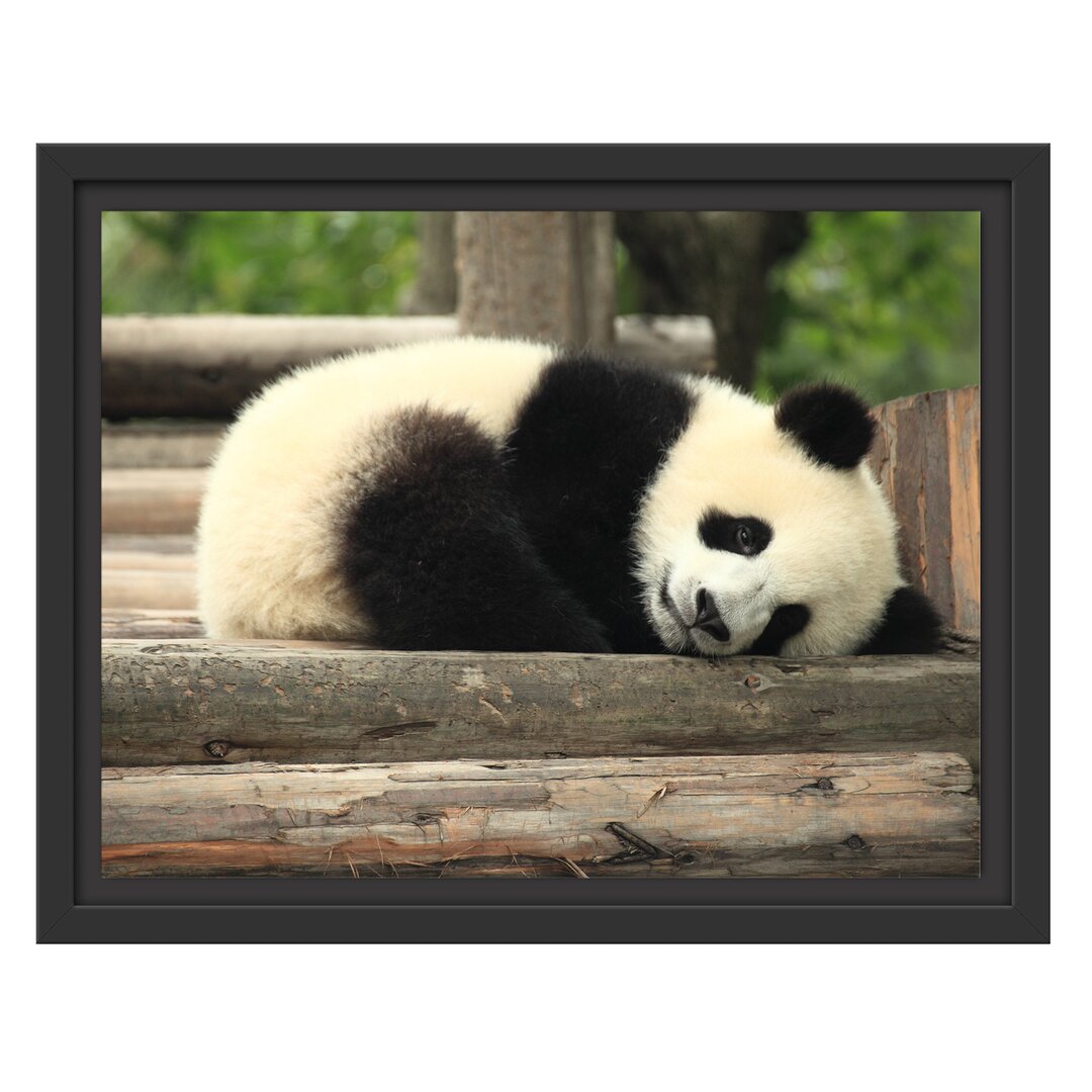 Gerahmtes Wandbild süßer kleiner Pandabär