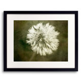 Water Drops On Dandelion Flower II Print by Scott Norris