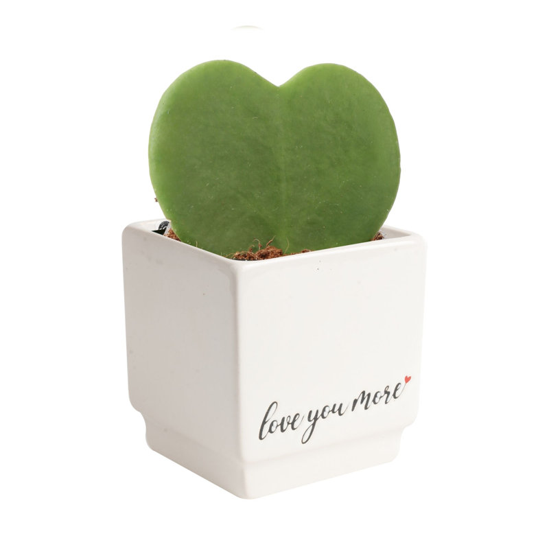 Succulent in Planter