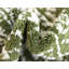 Giverny Green/White Rug-295851388