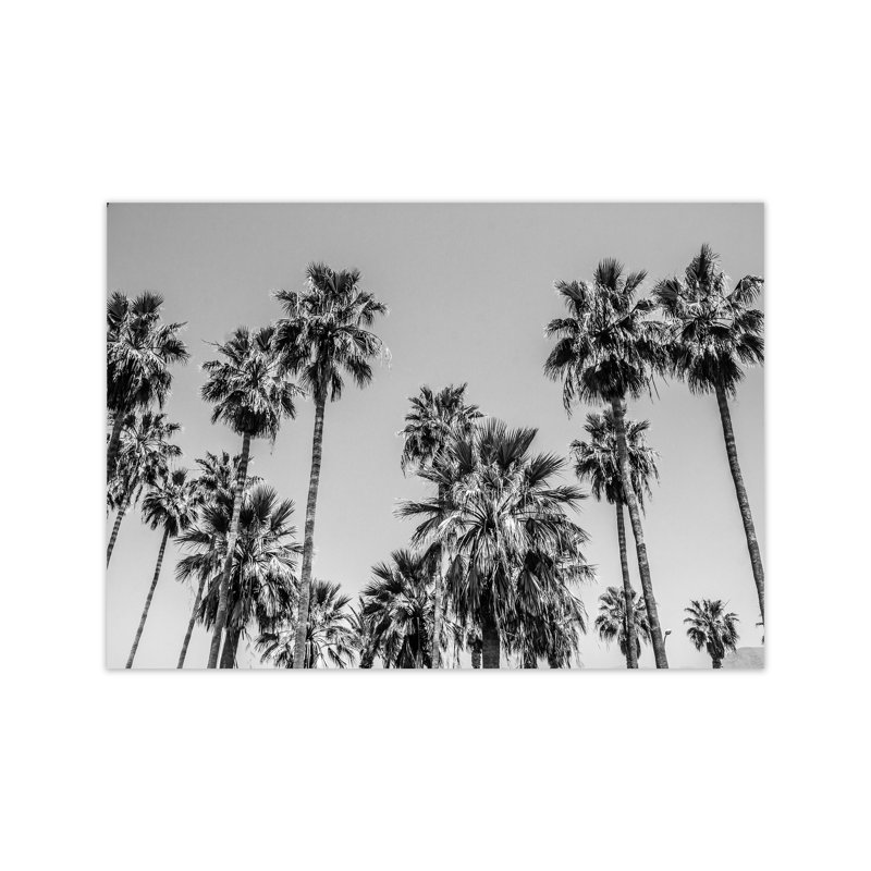 Sabal Palmetto I Palm Trees by Victoria Frost - Print, Unframed, 30cm H x 42cm W x 1cm D