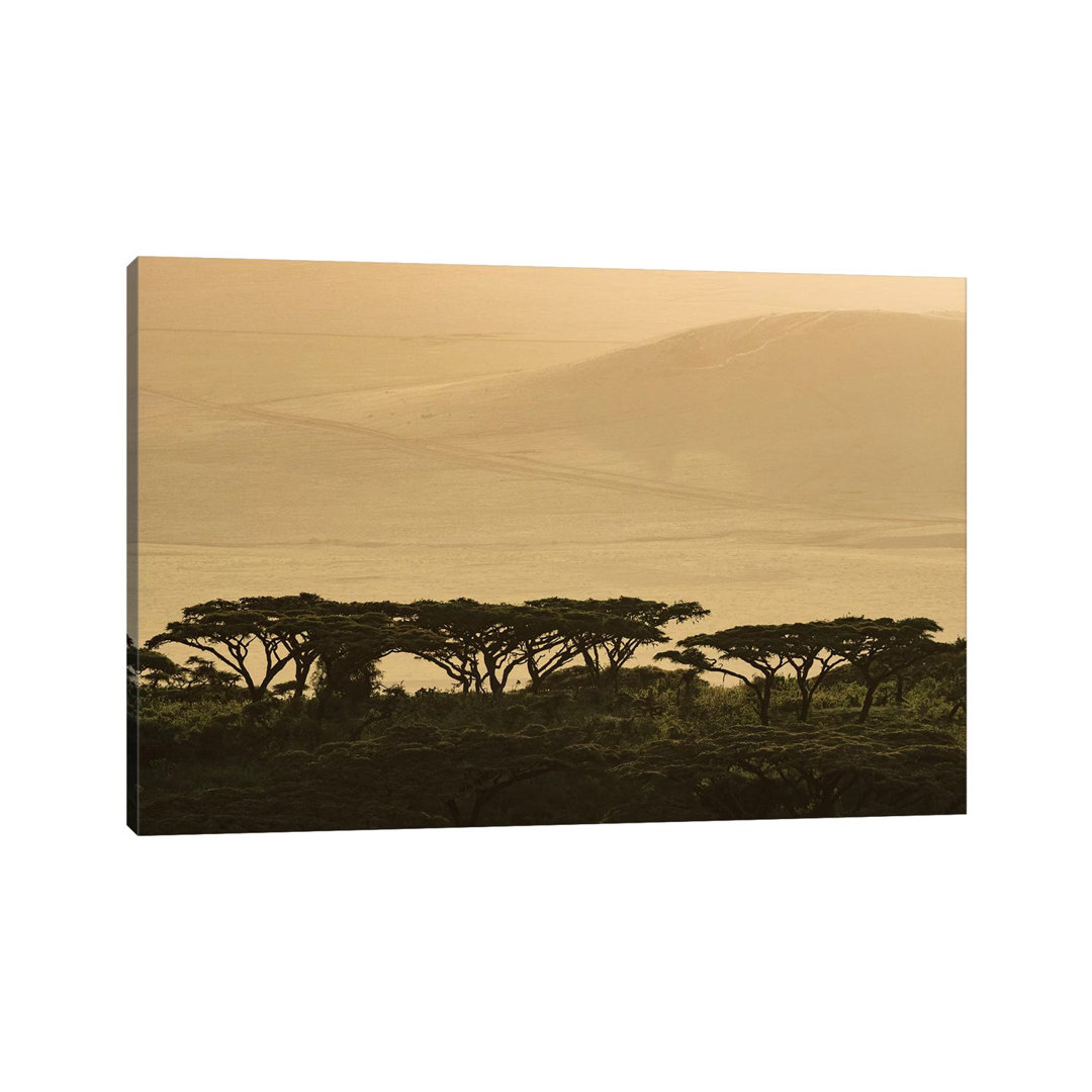 Africa, Tanzania, Ngorongoro Conservation Area. Highlands Trees In Shade. by Jaynes Gallery - Wrapped Canvas Painting