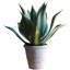 Plante agave en pot