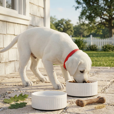 5" Non-Slip Ceramic Dog Bowl Set with Silicone Base, 16oz/2cups, Weighted Flip-Proof, for Small Dogs & Cats, White