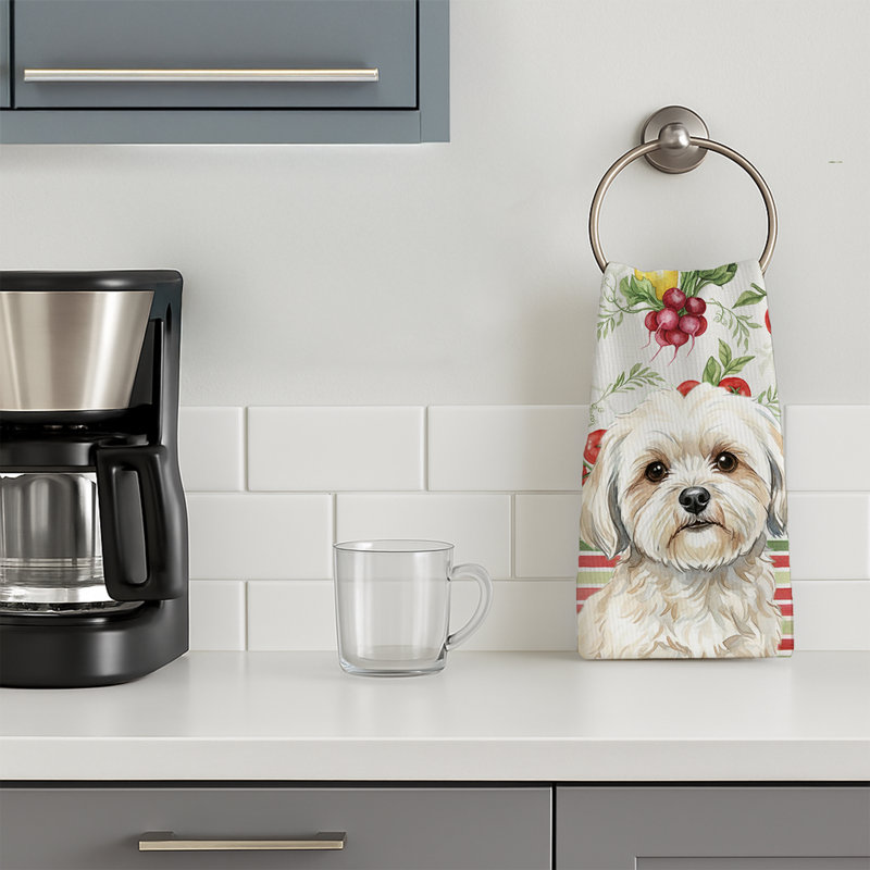 Torchon blanc Lhasa Apso, White Lhasa Apso