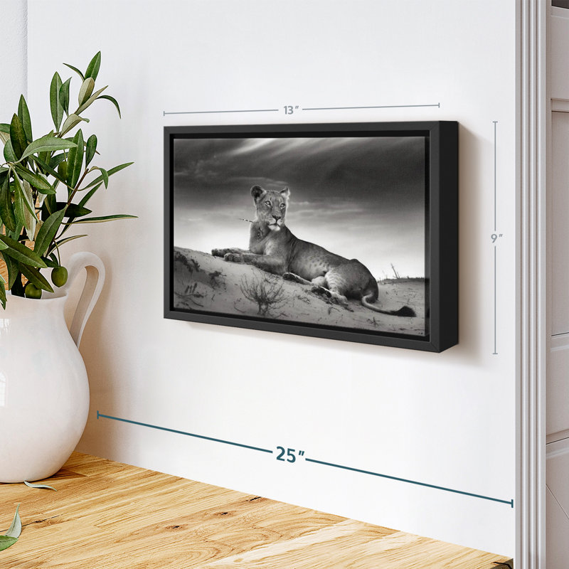 Animal «Lioness Canvas Print», H 9 po x l 13 po