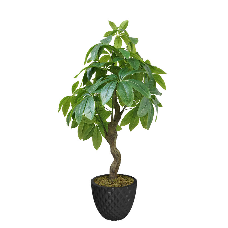 Pachira Aquat Panama 20 po en pot