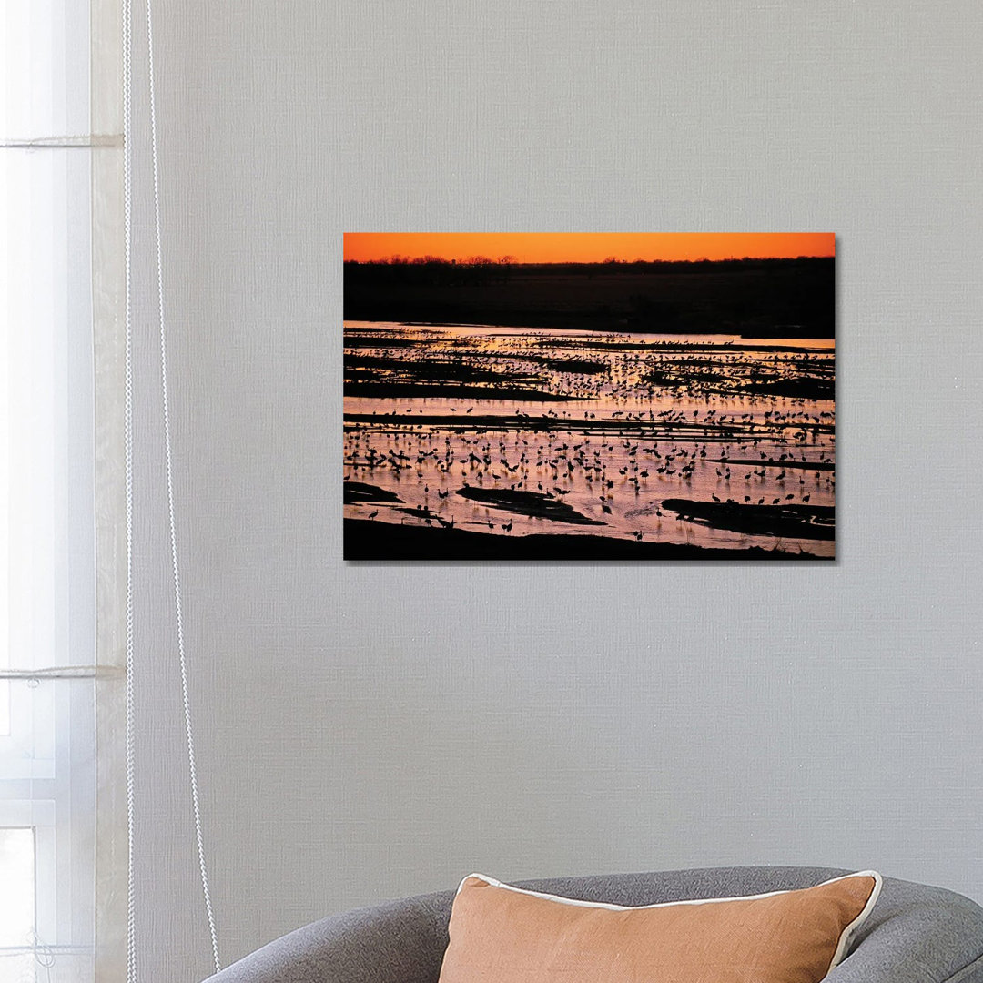 Sandhill Cranes Roost Along The Platte River Near Kearney, Nebraska by Joel Sartore - Gallery-Wrapped Canvas Giclée on Canvas