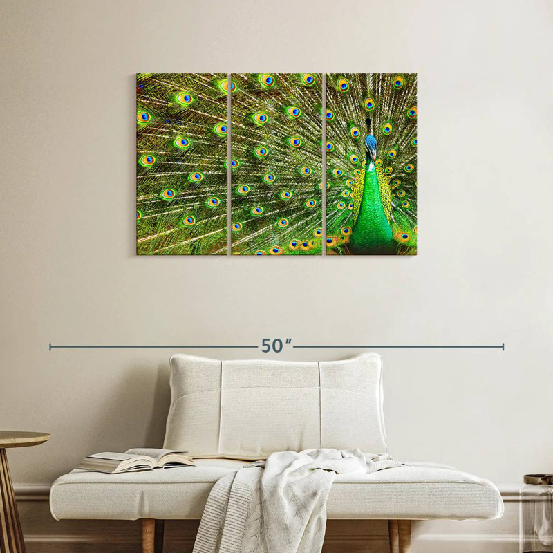 Brampt Showing Off Peacock Feathers, 24" H x 38" W