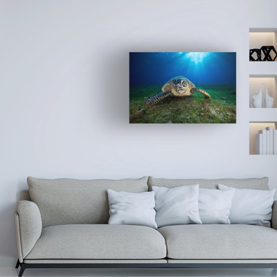 Art sur toile, tortue verte Barathieu