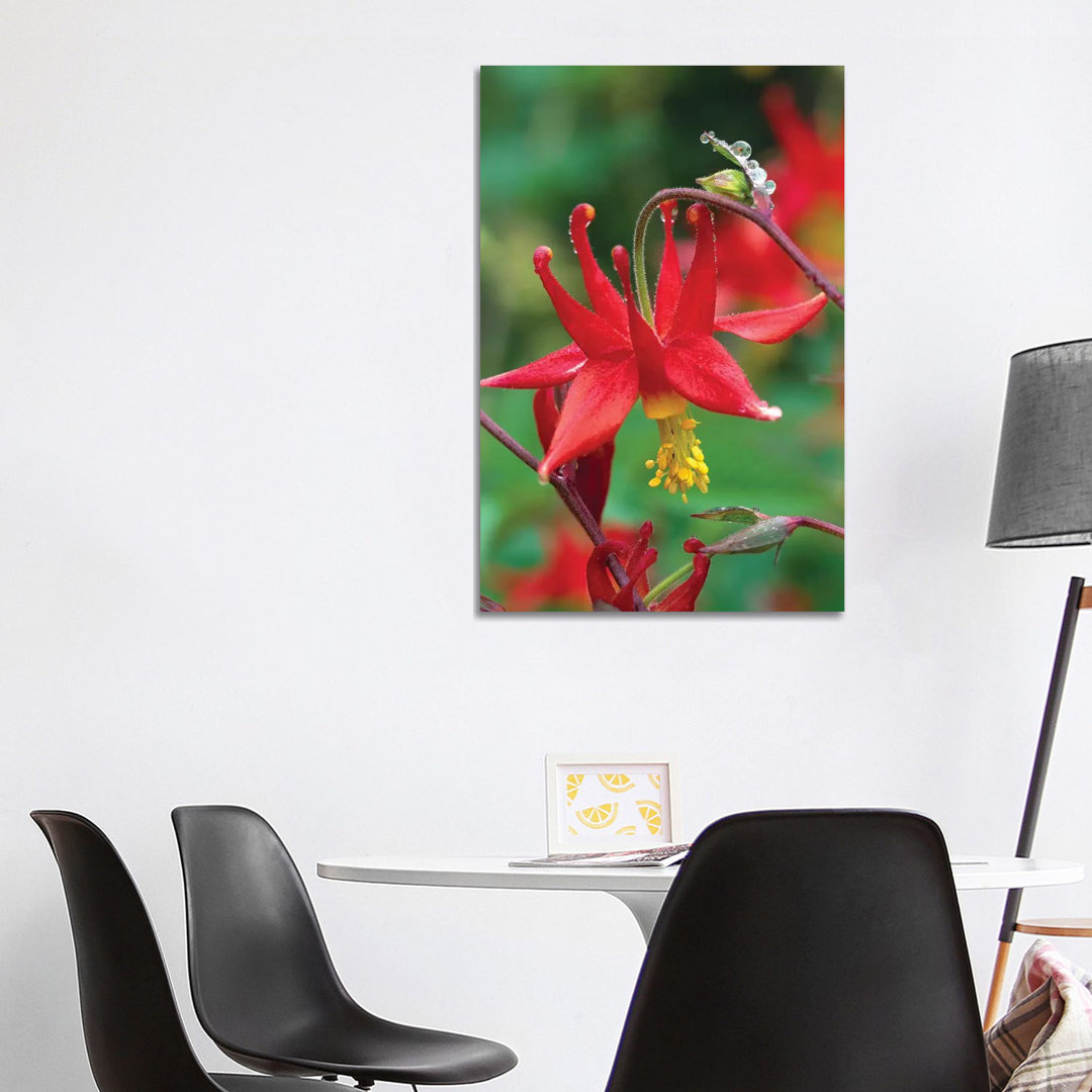 Wild Columbine With Drops Of Dew, North America by Tim Fitzharris - Wrapped Canvas Gallery-Wrapped Canvas Giclée