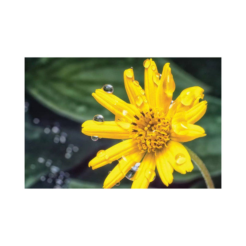 Yellow Flower With Water Drops by Glauco Meneghelli - Wrapped Canvas Print, 66.04 cm H x 45.72 cm W