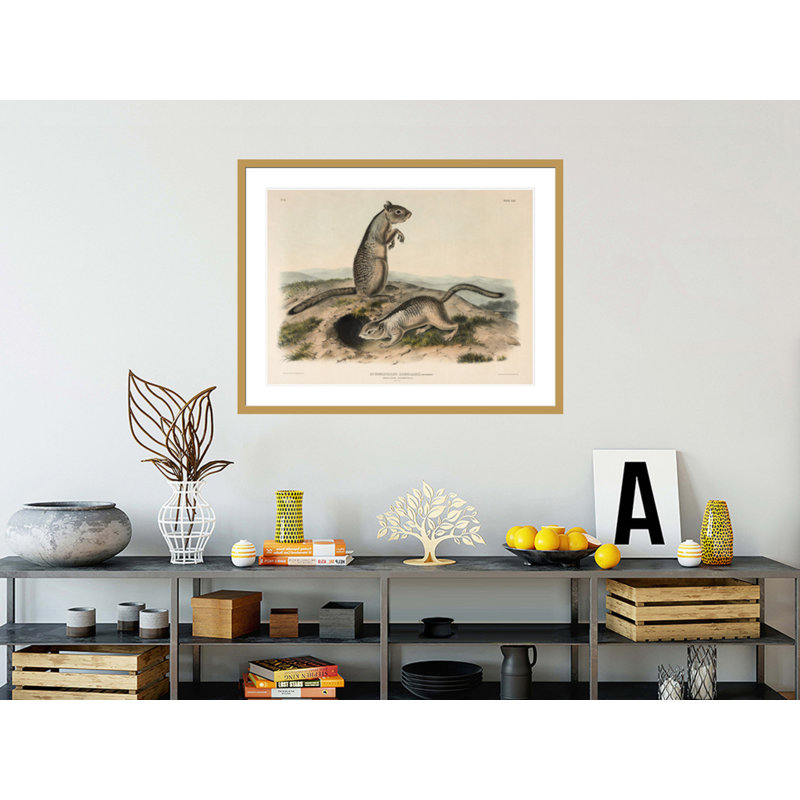 «Spermophile (Spermophillus douglassii)» par John James Audubon, H 32,43 po x l 41,5 po