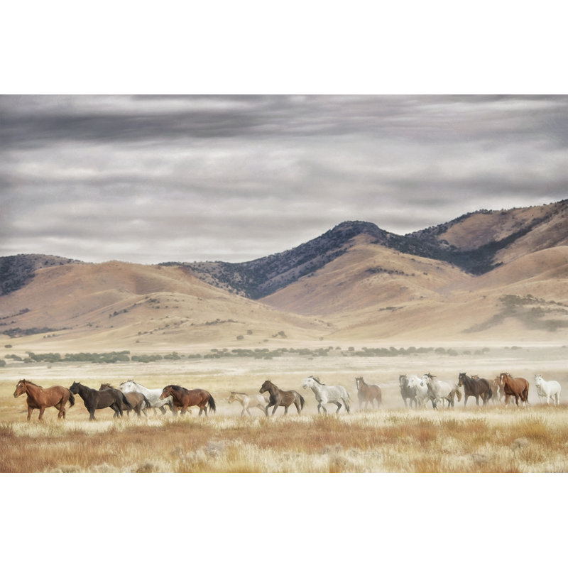 «Horse Run II» par PHBurchett - reproduction d'art sur toile tendue, H 20 po x l 30 po, Toile encadrée, Blanc