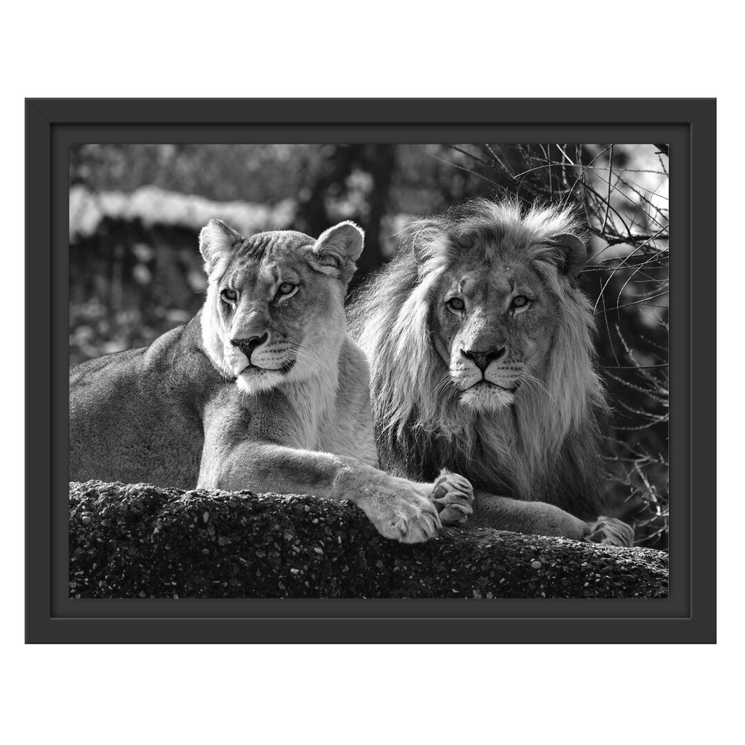 Gerahmtes Poster Attentive Lion Couple in Schwarz/Weiß