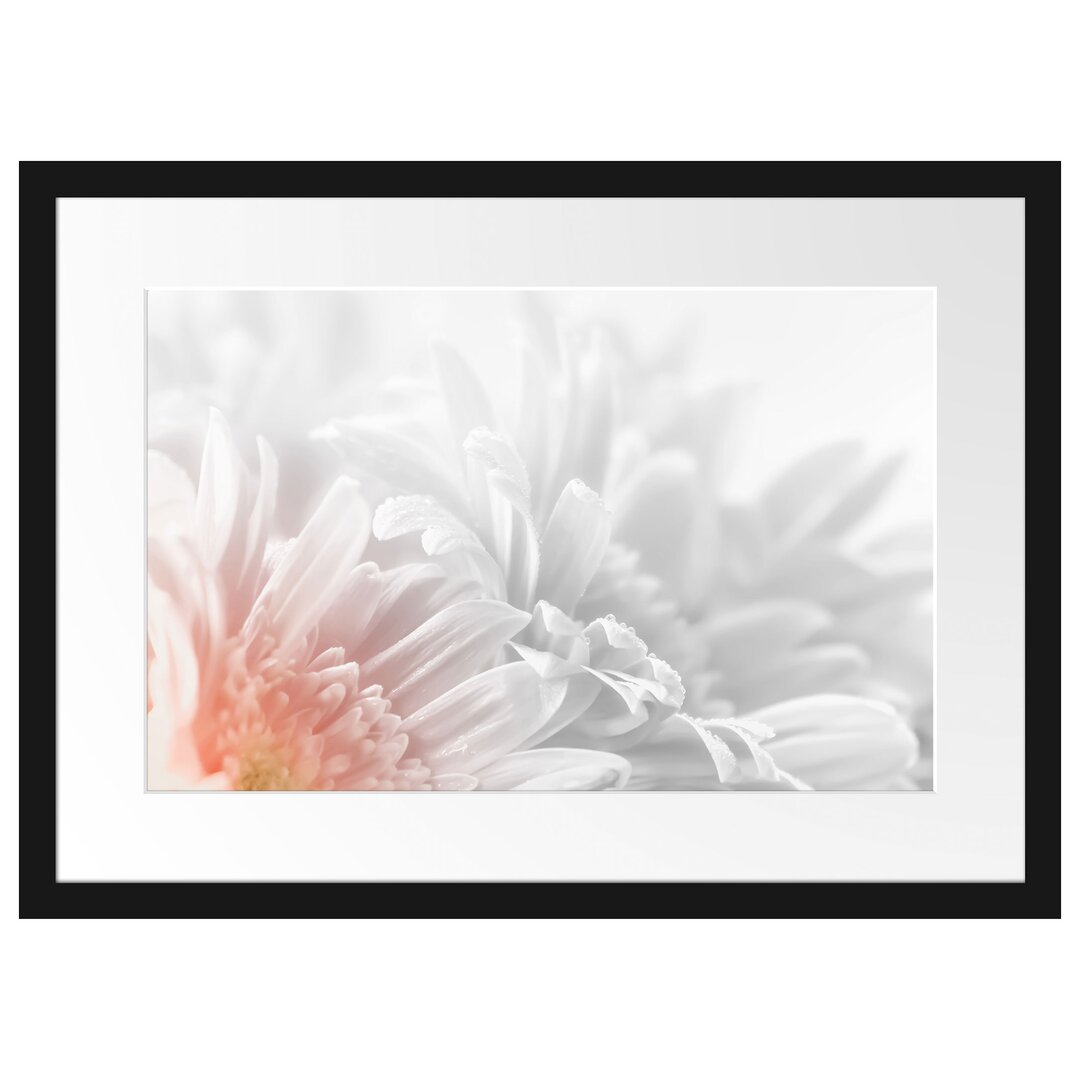 Gerbera Blume Gerahmtes Fotokunst Poster