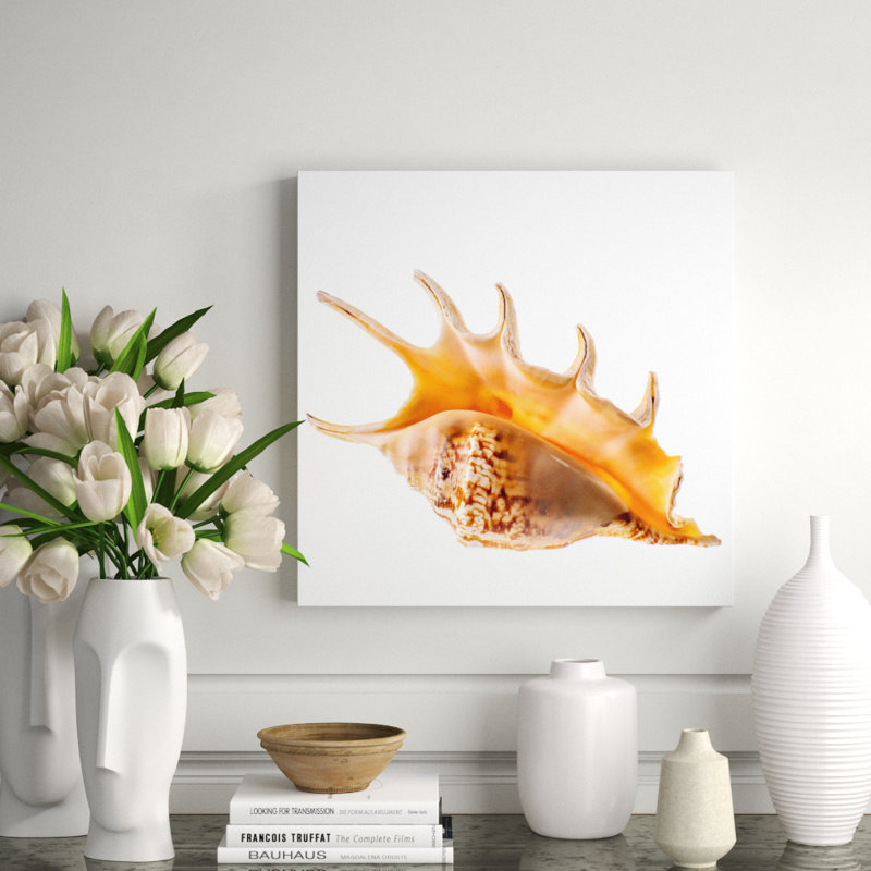 Spider Conch Shell Print, 24" H x 24" W x 2.5" D, Aluminum
