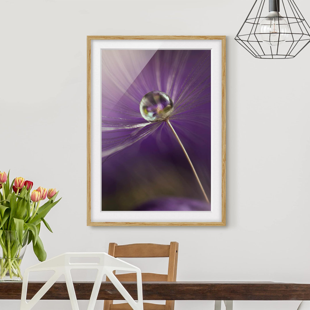 Gerahmter Fotodruck Dandelion in Violet