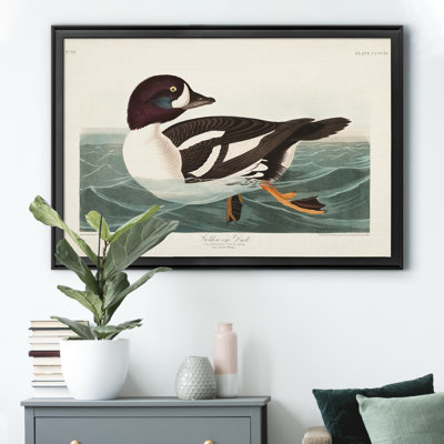 " Golden Eye Duck "