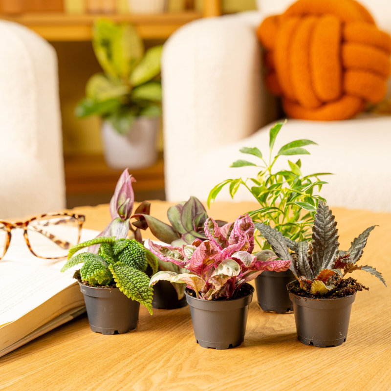 6 Piece Costa Farms Live Mini Foliage Collection Low Maintenance Plant in Nursery Pot