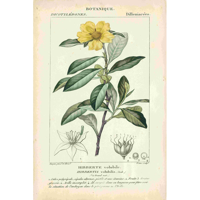 Étude botanique en jaune I, H 18 po x l 12 po