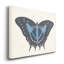 « Beautiful Butterfly III », reproduction d’art sur toile tendue-1936129902