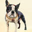 « boston terrier », impression