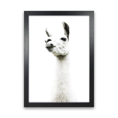Llama II 1 Piece Wall Art