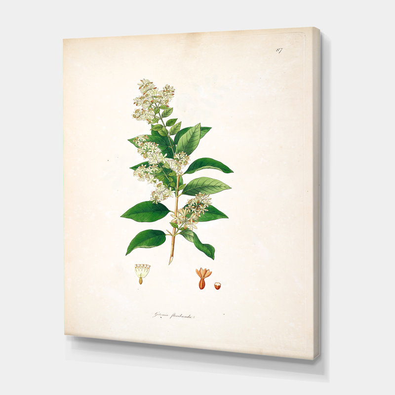 Vintage Botanicals XVII - Peinture sur toile, H 40 po x l 30 po x 1,5 po, Toile tendue