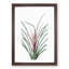 Plumier's Bromelia Flower by Pierre-Joseph Redoute - Picture Frame Painting Print-55602146-55602142