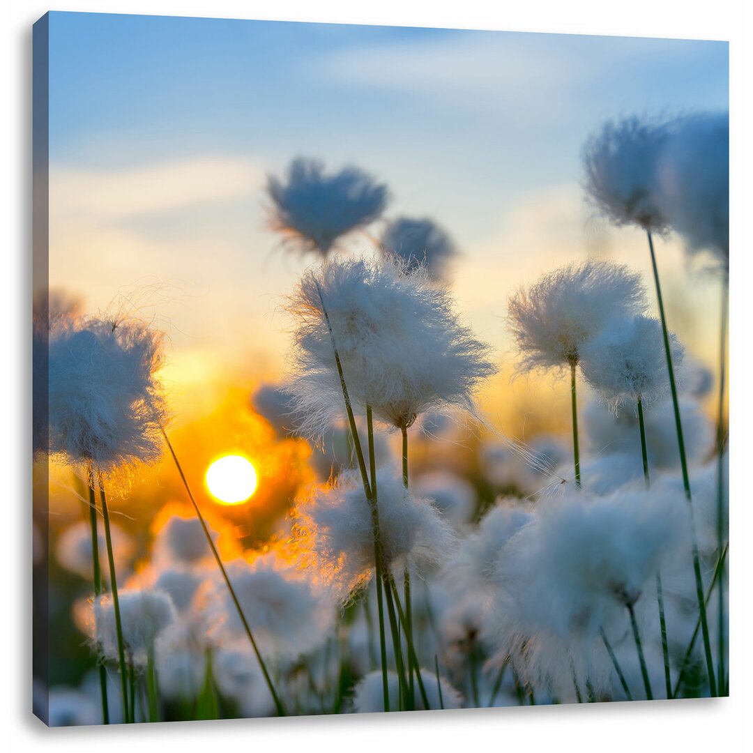 Leinwandbild Cotton Flowers at Sunset