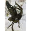 Figurine Parren