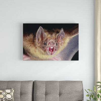 " Vampire Bat Portrait "