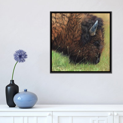 Bison Grazing