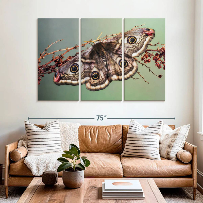 Emperor Moth
