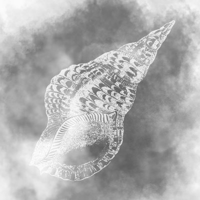 Grey Shell - Wrapped Canvas Print
