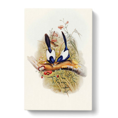 Superb Warblers by Elizabeth Gould - Wrapped Canvas